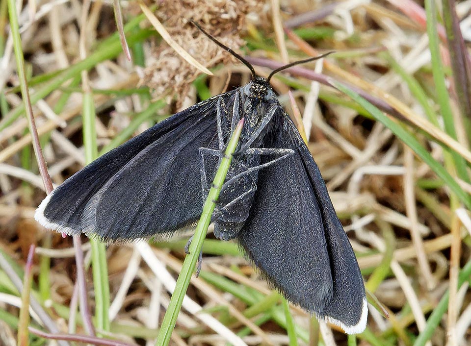 Here seen ventrally. As the common name states the wings are blackish, but the fore ones, with the extreme margin and the apical fringe of apical hairs.