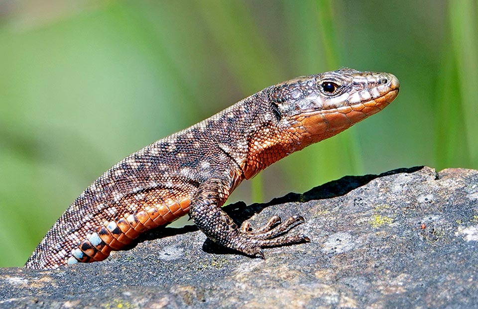 Qui la sottospecie nominale Podarcis muralis muralis. Oggi, introdotta dall’uomo, la specie è presente anche in Canada, Stati Uniti e Gran Bretagna.