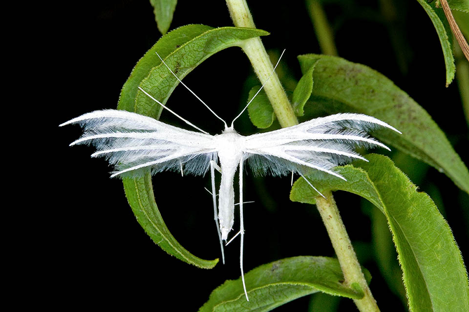 L'envergure alaire de Pterophorus pentadactyla est de 28-35 mm. Les ailes antérieures ont 2 lobes, les postérieures 3 lobes plus minces et des franges longues. Les pattes ont des éperons mimétiques.