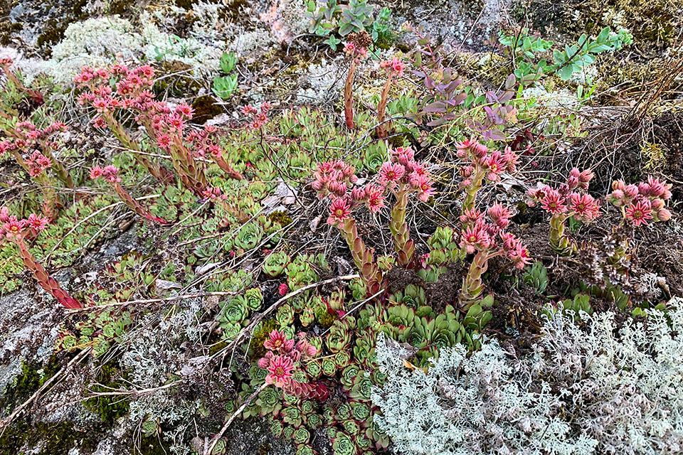 Sempervivum tectorum cresce nei pascoli, su rocce e suoli pietrosi, prevalentemente silicei, in situazioni particolarmente aride e assolate, fino a circa 2800 m di altitudine.