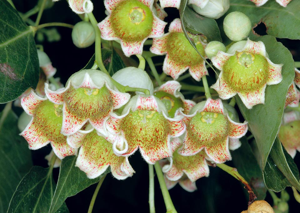 I fiori di Brachychiton populneus, raggruppati in pannocchie, sono privi di petali, con la tipica forma a campana di colore chiaro, punteggiati di rosso all’interno.