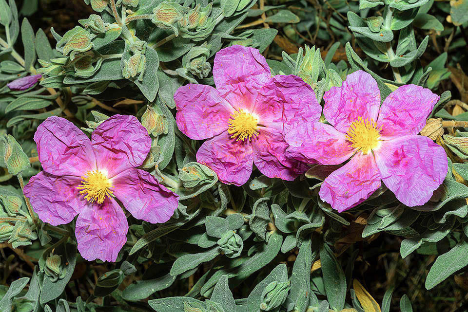 Larghi anche 6 cm, i fiori sembrano fatti di carta stropicciata. Sono effimeri, ma la ricca fioritura primaverile si protrae fino a giugno.