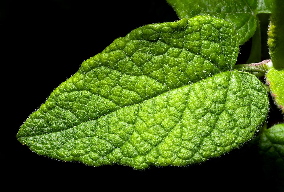 Le foglie, lunghe 10-40 mm, hanno un aspetto rugoso-reticolate che ricordano quelle della salvi, come indica il nome volgare di Cisto con foglie di salvia.