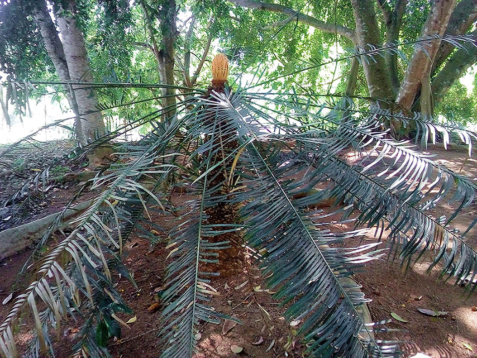 L'analyse combinée de données morphologiques et moléculaires a confirmé la présence de Cycas circinalis à l'état sauvage au Sri Lanka.