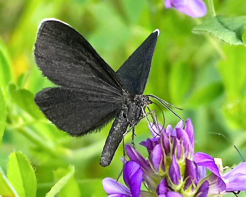 Frequent in fields, Odezia atrata nourishes with its spirotromba of nectar, honeydews or of ripe fruits juices. The wingspan is of 24-30mm.