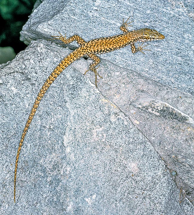 Podarcis muralis brongniardii è la sottospecie presente nella Spagna nord-occidentale, in Francia e nei Paesi Bassi.