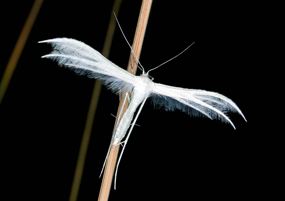 Au repos Pterophorus pentadactyla garde les lobes des ailes rapprochés et perpendiculaires à l'axe de son corps pour échapper à l'attention des prédateurs.