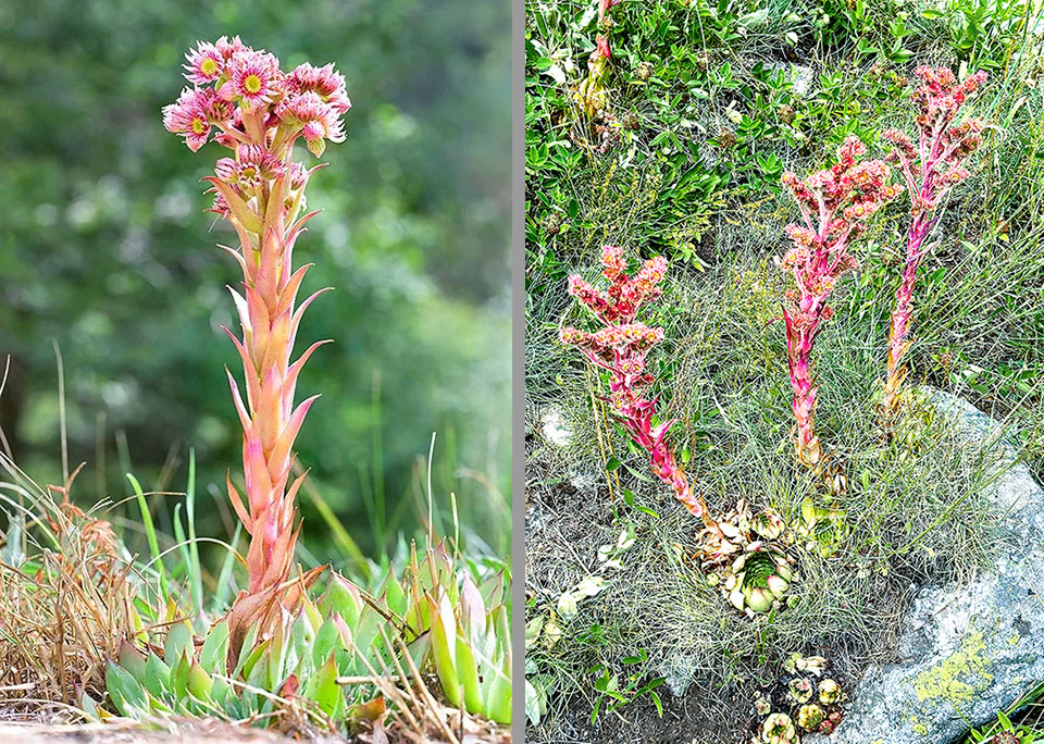 Le infiorescenze di Sempervivum tectorum sono estive, su uno scapo di 15-40 cm. Possono presentarsi compatte con con pochi fiori o allargate con anche 40 elementi.