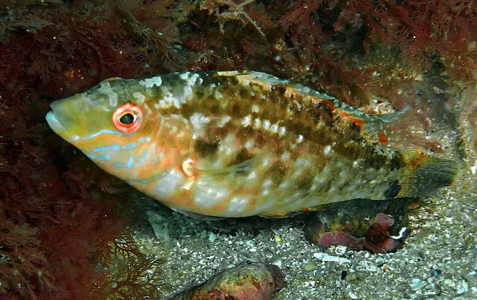 Una fascia colorata scende sotto agli occhi raggiungendo la gola. La bocca, molto piccola, ha labbra sottili non protrattili, al contrario di quanto accade in genere nei Labridae.