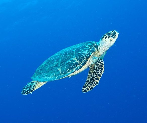 Chelonia mydas - Monaco Nature Encyclopedia