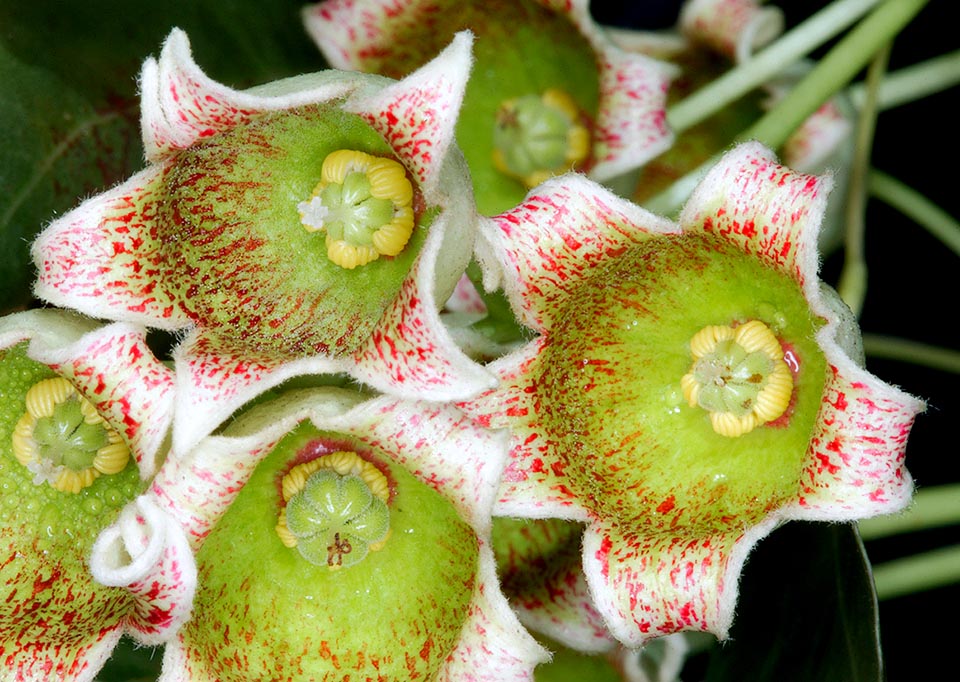 Las flores femeninas de Brachychiton populneus tienen los estigmas soldados a la base y el ovario rodeado de estambres abortados que no producen polen, llamados estaminodios.