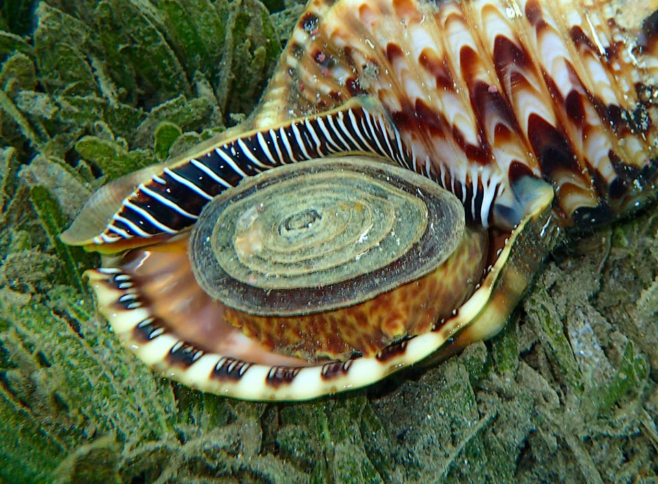 The spires of Charonia variegata are marked and irregular and the operculum lips have white transversal nail shaped bands called teeth.