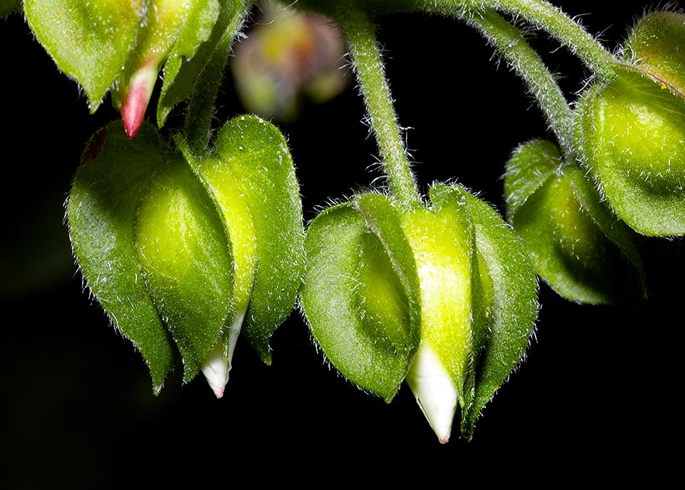 Fiori in boccio. Il calice, persistente, è formato da tre sepali esterni e due interni più piccoli. Cadono entrambi alla maturità del frutto.