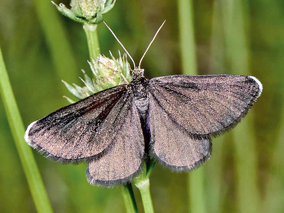 Over time, few days after fluttering, the livery of Odezia atrata tends to dark brown with the exception of the white apical margins.