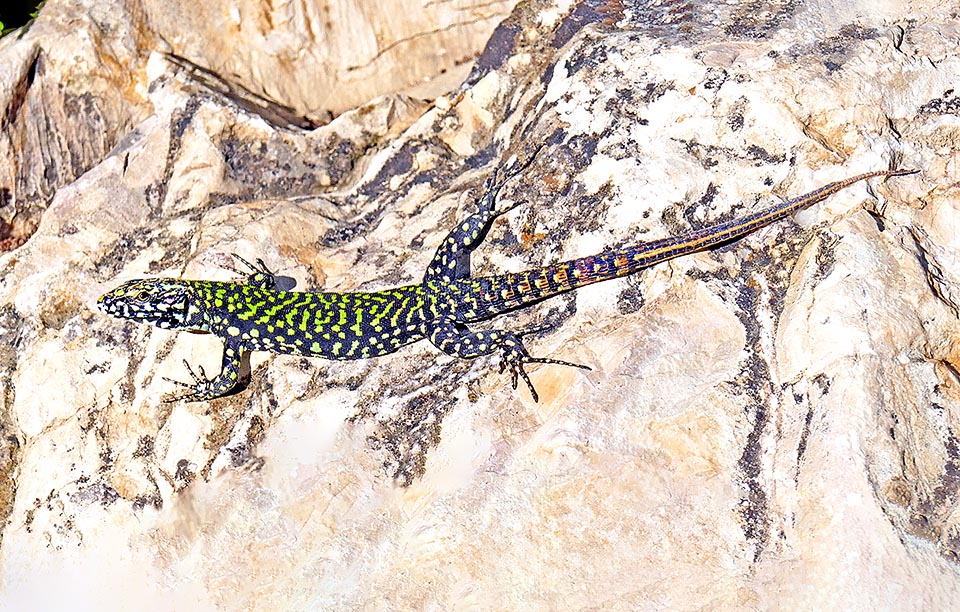 Maschio di Podarcis muralis nigriventris. Questa sottospecie è frequente nell’Italia centrale e settentrionale.