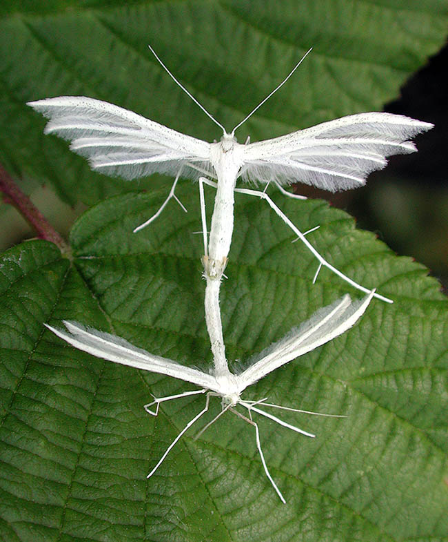 Un accouplement. Pterophoros pentadactyla a une seule génération par an.