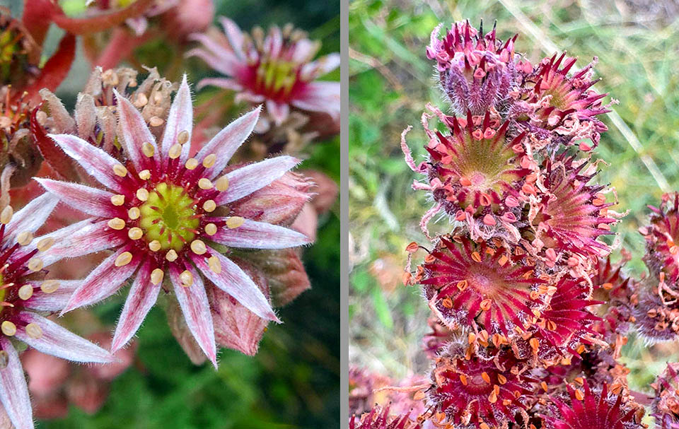 In questo caso i fiori di Sempervivum tectorum, che possono raggiungere i 3 cm di diametro sono ovviamente più piccoli.