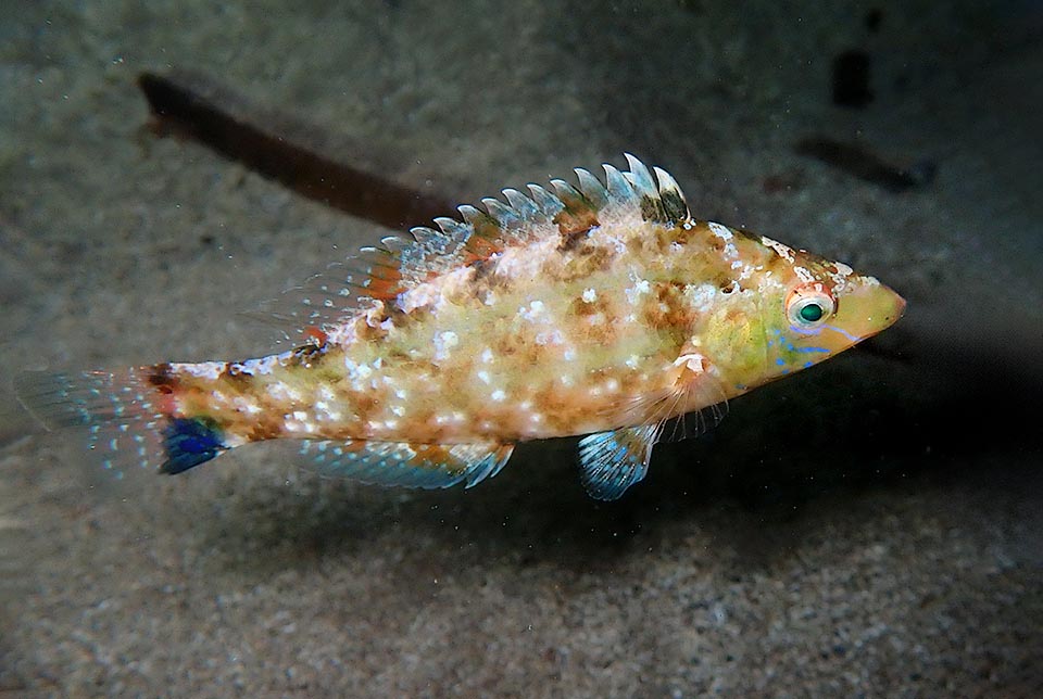 Frequente nelle praterie di posidonia ma anche alla foce dei grandi fiumi in acque salmastre, Symphodus cinereus si nutre di policheti, briozoi, molluschi e crostacei.