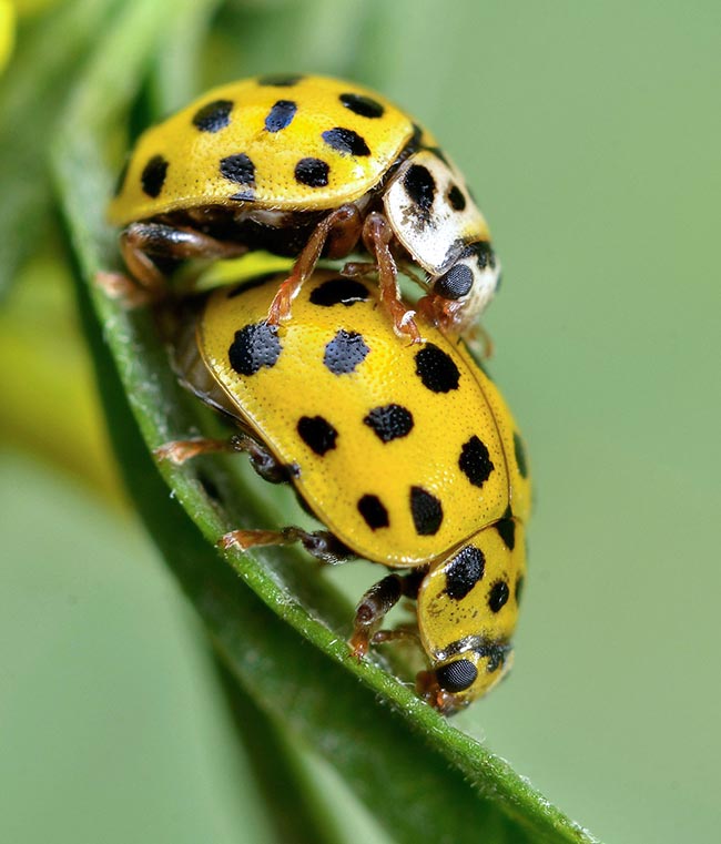 Psyllobora vigintiduopunctata Monaco Nature Encyclopedia