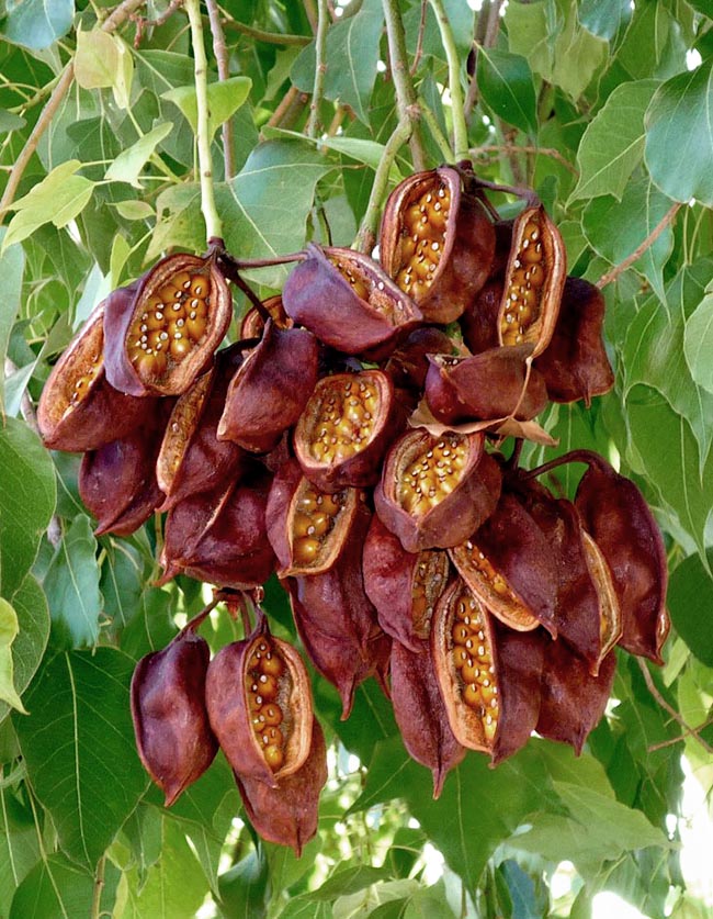 Frutti aperti di Brachychiton populneus con semi. Simili a barchette sono presenti a lungo sui rami.