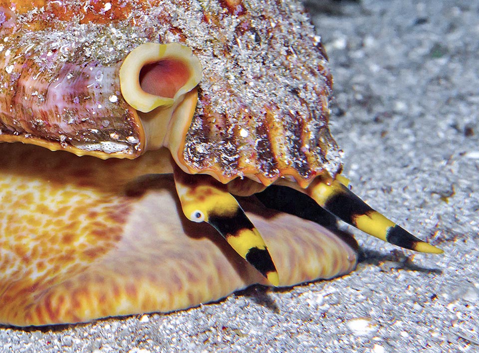 Characteristic of Charonia variegata are the yellow black striped tentacles with olfactory-sensory function. They help eyes in hunting and smell the approach of possible predators.