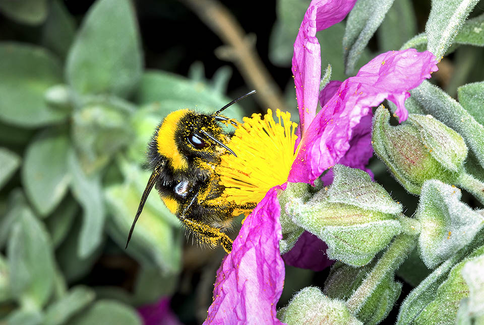 I petali cadono già in serata, e i fiori nutrono quindi generosamente i pronubi attirando schiere di api e bombi, come questa operaia.