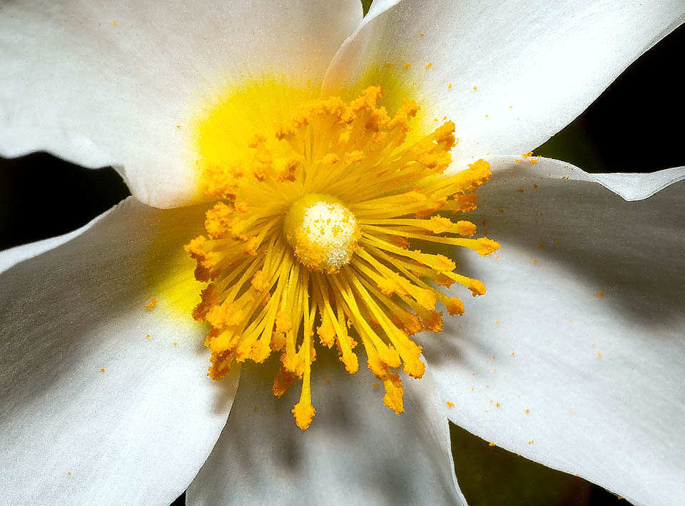 L’ovario è supero e tomentoso. Gli stami, circa un centinaio, sono gialli e lunghi, mentre lo stilo raggiunge al massimo 0,5 mm.