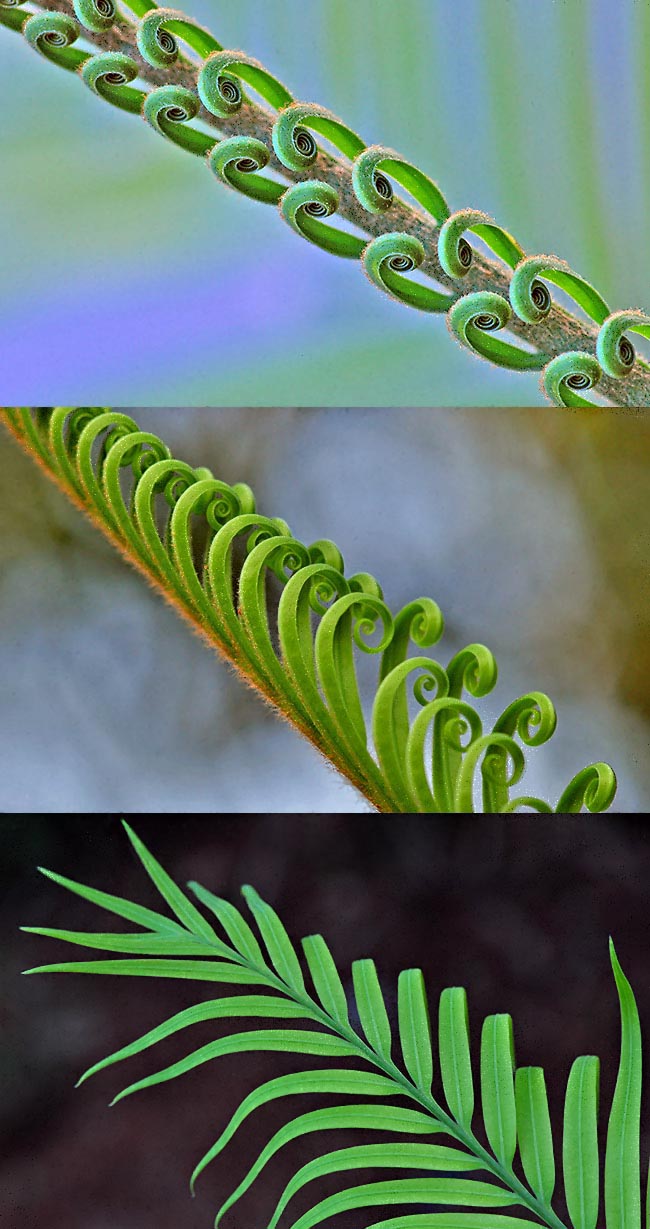 Intéressante séquence de croissance des feuilles de Cycas circinalis. Comme dans le monde des fougères, les folioles sont enroulées, marque d'archaïsme chez ces fossiles vivants, qui nous rappelle l'histoire évolutive des plantes.