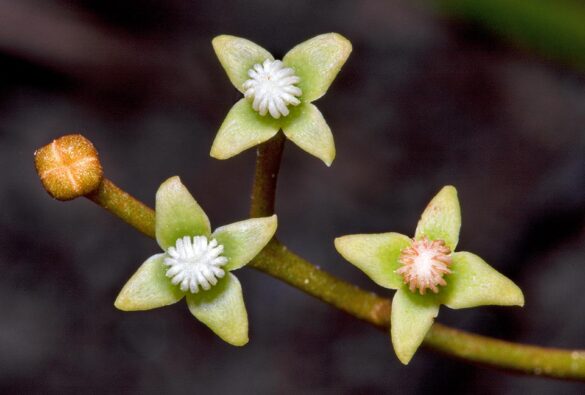 Nepenthes pervillei - Monaco Nature Encyclopedia