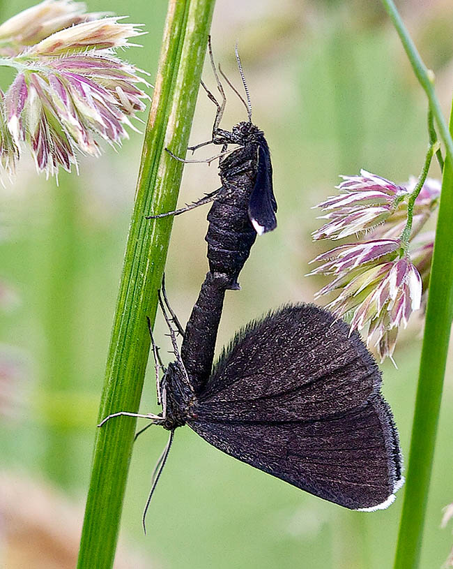 A mating. Adults of Odezia atrata are active from May to August, especially during the brightest hours of the day. Females lay on the lower pagina of the leaves of Apiaceae of genera Conopodium, Anthriscus and Angelica.