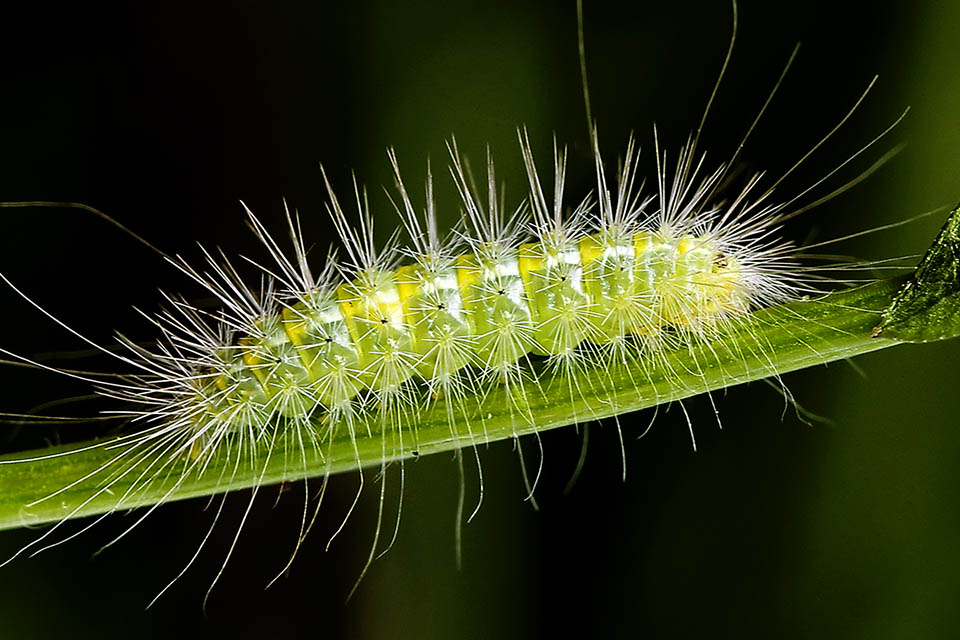 Les chenilles oligophages de Pterophorus pentadactyla vivent en général aux dépens des Convolvulaceae. Elles passent l'hiver immobiles sur les feuilles et achèvent leur développement au printemps.