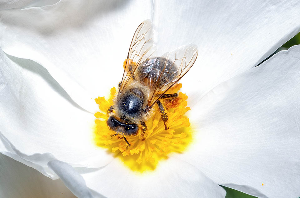 I petali cadono a fine giornata, ed i fiori nutrono quindi generosamente i pronubi, come questa ape operaia, per essere fecondati entro sera.