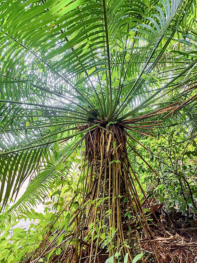 Cycas circinalis ressemble à un palmier mais en est très éloigné du point de vue évolutif.