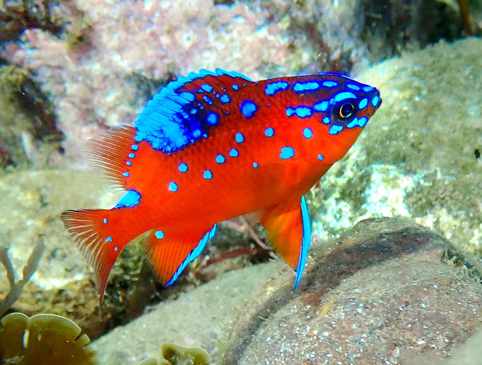 I giovani hanno una splendida livrea mimetica con bordi e macchie azzurre che staccano sul rosso sgargiante degli adulti.