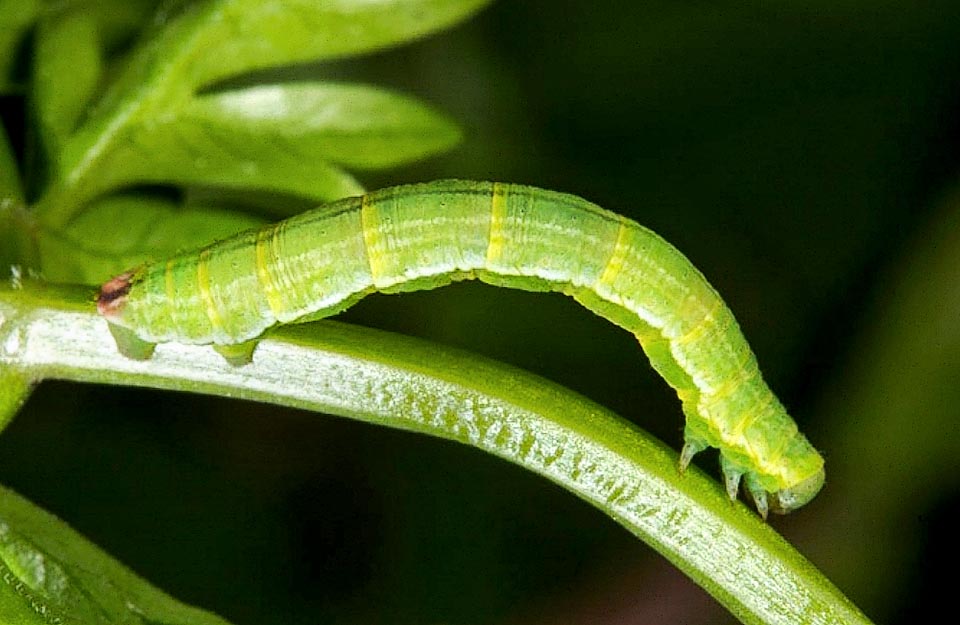 The caterpillars of Odezia atrata move like a compass, with the typical movement of the Geometridae family.