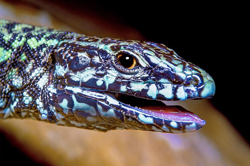 Podarcis muralis raggiunge nei maschi più grandi 23 cm di lunghezza. I minuscoli denti non servono per masticare ma per trattenere le prede.