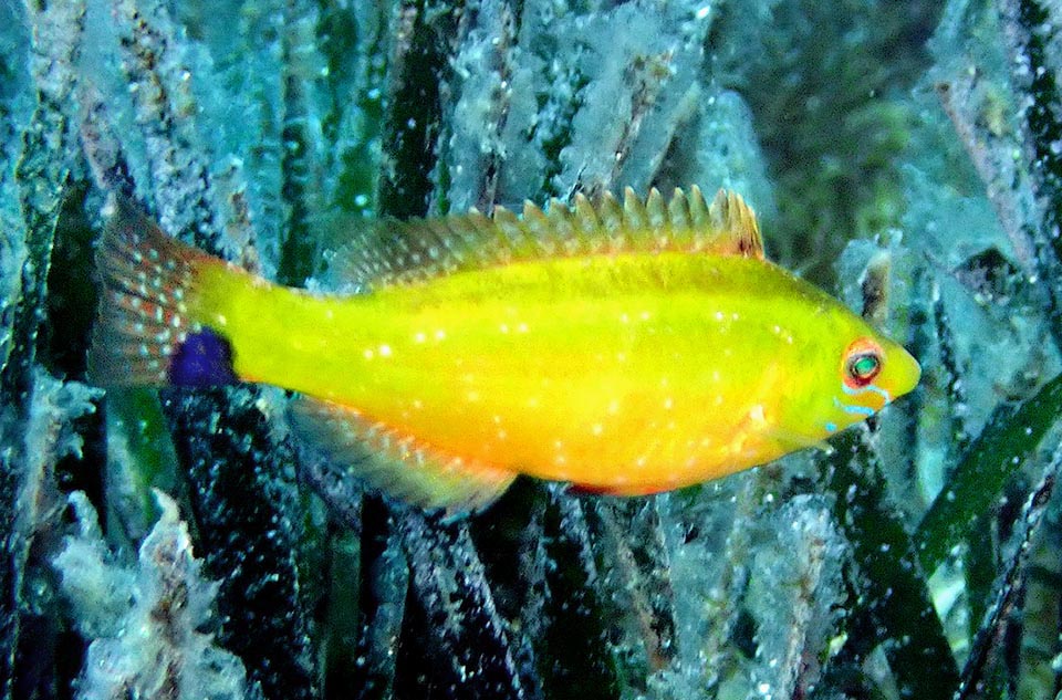 I maschi di Symphodus cinereus hanno spesso una dorata livrea nuziale con ventre e gola giallo-arancio, guance striate d’azzurro e dorso grigio brunastro.