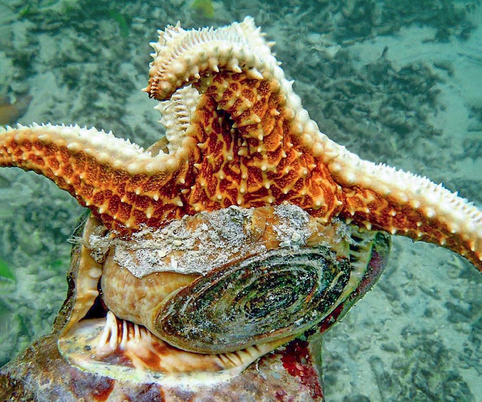 Nei Caraibi questa Charonia variegata ha bloccato col piede un Oreaster reticulatus. Perforando il derma ha iniettato in questa grande stella marina una saliva paralizzante e ora ne risucchia l’interiore.