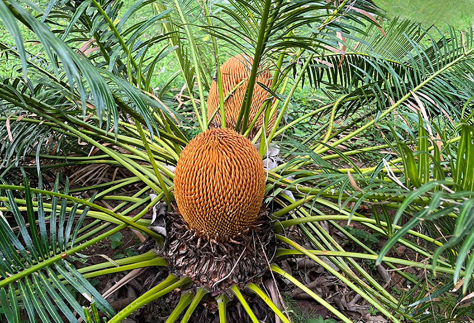 Espèce dioïque, Cycas circinalis présente des individus mâles et des individus femelles. Les premiers forment un cône pollinique au bout de la tige.