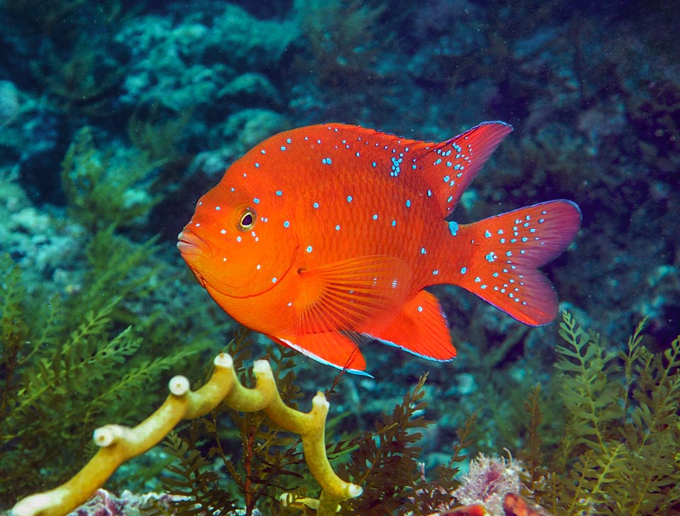 Poi, crescendo, le macchie rimpiccioliscono e appare il caratteristico profilo della specie.