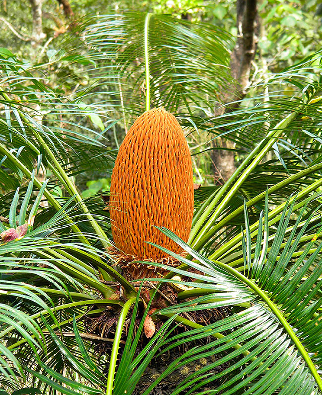 Cet énorme strobilus pédonculé, compact et ligneux est composé d'écailles disposées en spirale. Il rappelle les pommes de pin des conifères, autres plantes d'ancienne lignée qui relèvent, comme les Cycas, des Gymnospermes © Ansil B. R. 