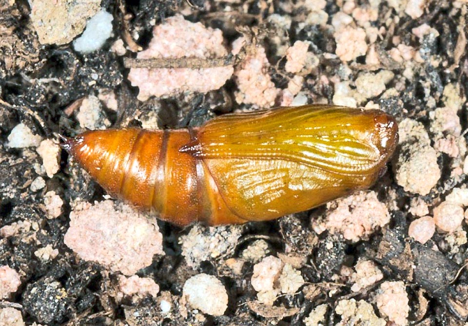 The chrysalises of Odezia atrata stand hidden into the cracks of the barks or on the ground under the leaves.