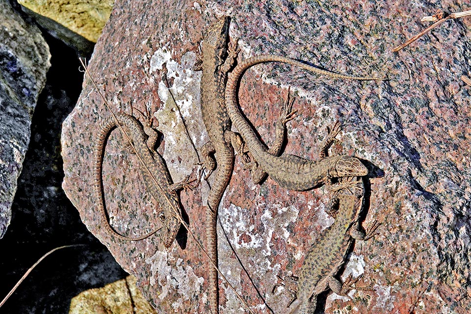 Dove l’inverno è rigido la Lucertola muraiola si rintana e cade in ibernazione. Qui al risveglio un gruppo che si riscalda al sole.