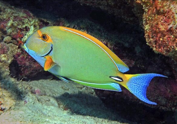 Acanthurus Dussumieri - Monaco Nature Encyclopedia