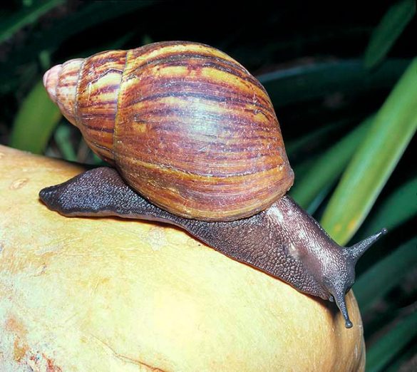 Achatina achatina - Monaco Nature Encyclopedia