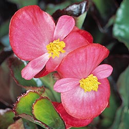 Begonia cucullata var. cucullata - Monaco Nature Encyclopedia