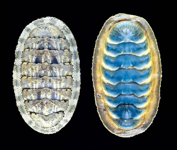 Chiton squamosus - Monaco Nature Encyclopedia