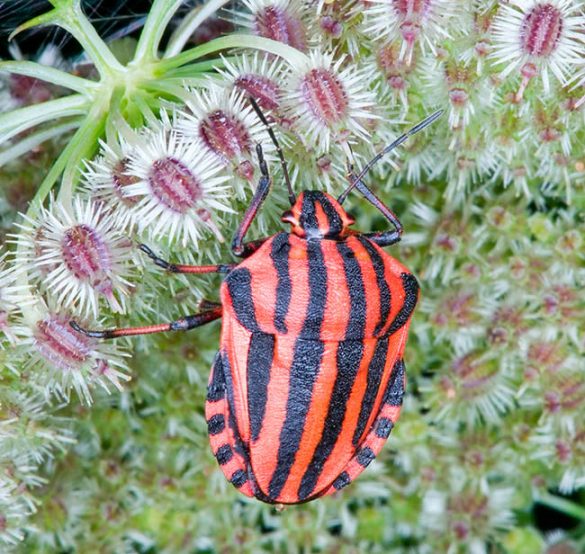 Graphosoma lineatum - Monaco Nature Encyclopedia