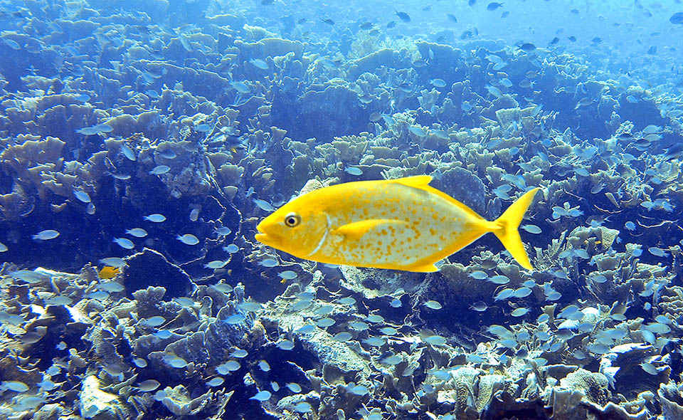 Carangoides bajad è un predatore veloce come suggeruscono le pettotali falcate e la caudale forcuta.