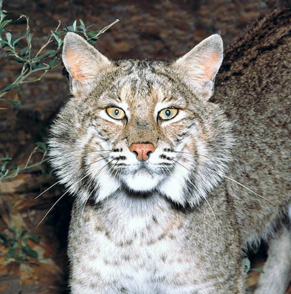 Lynx rufus - Monaco Nature Encyclopedia